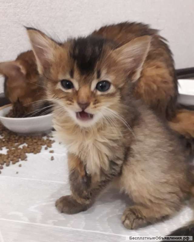 Солнечные милашки