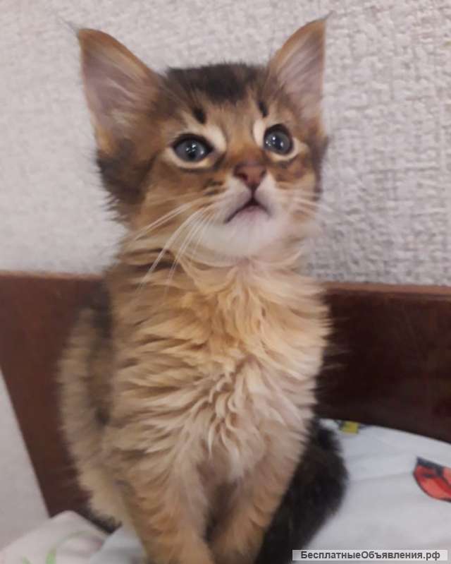 Красивые лисички