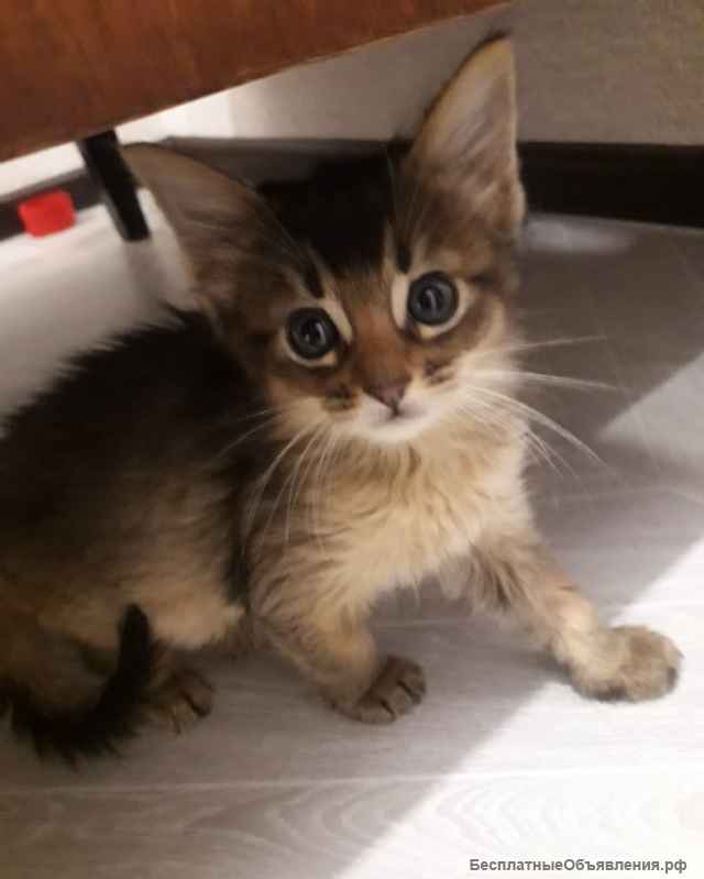 Сомалята-мальчики