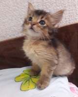 Сомалята-мальчики