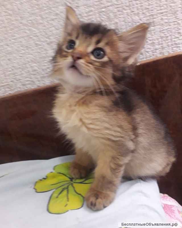 Лисички-мальчики