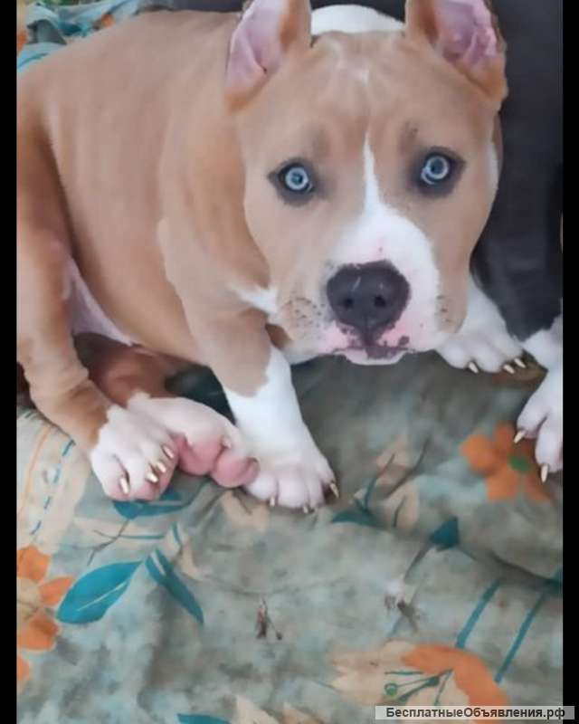 Американский булли