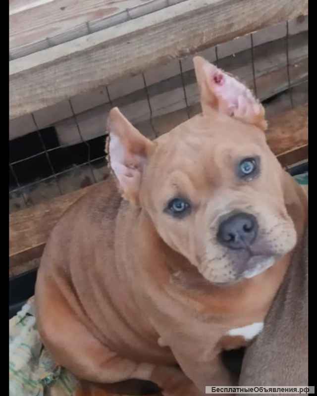 Американский булли