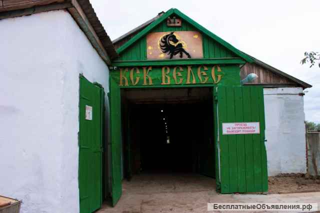 Постой, уход за лошадьми