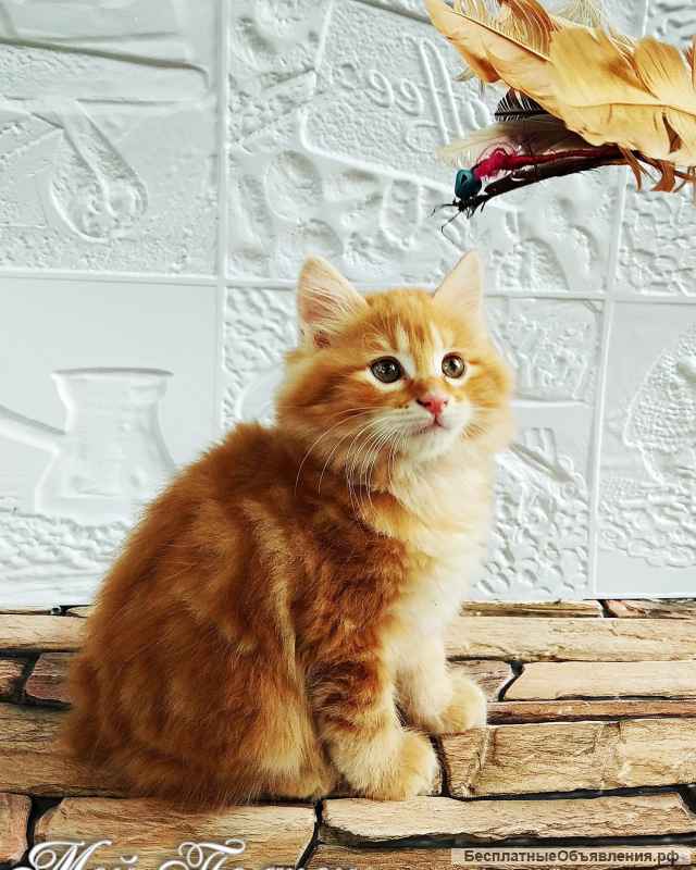 Котята курильский бобтейл