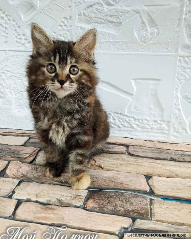 Котята курильский бобтейл