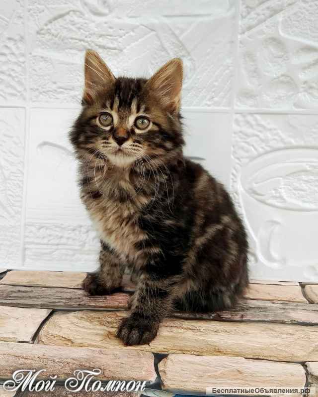 Котята курильский бобтейл