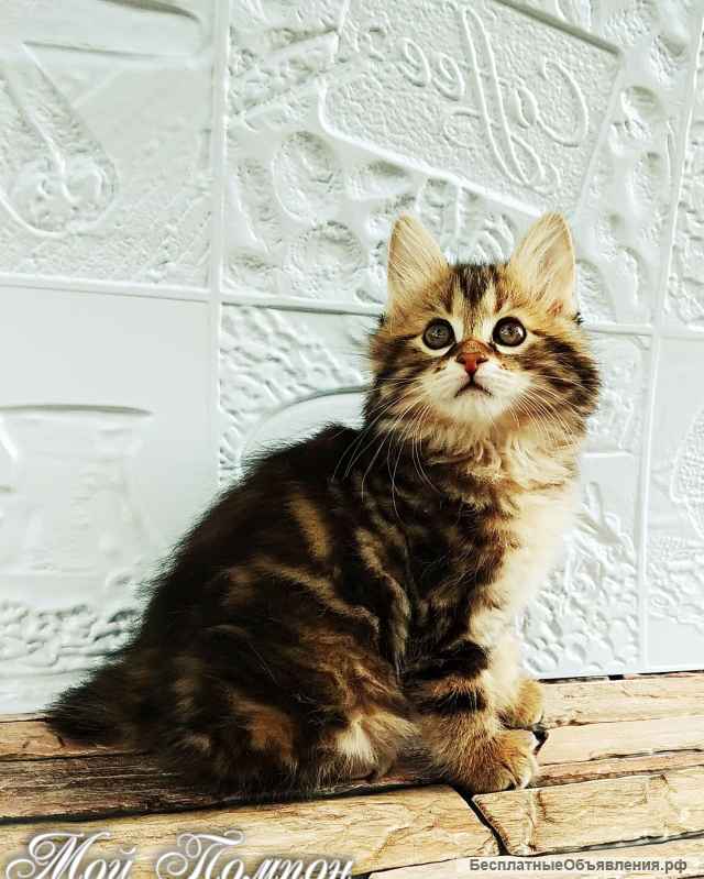 Котята курильский бобтейл