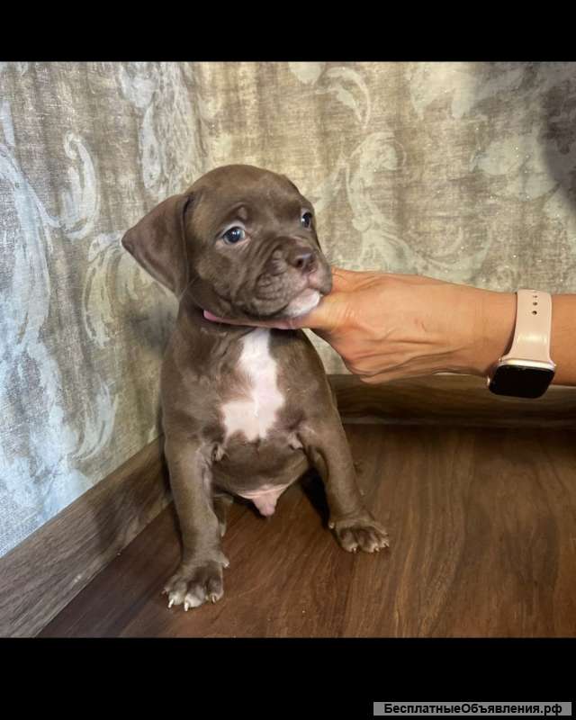 Американский бультерьер