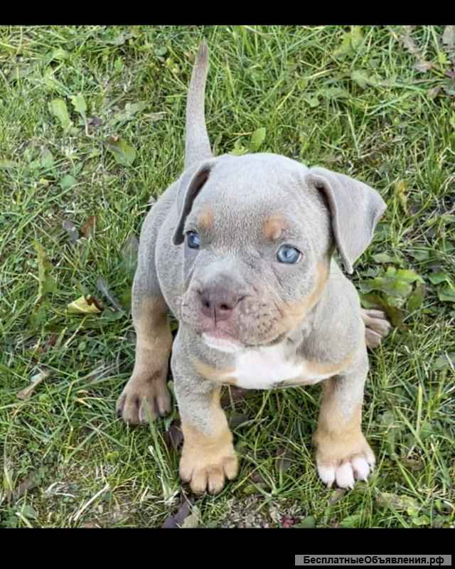 Американский бультерьер