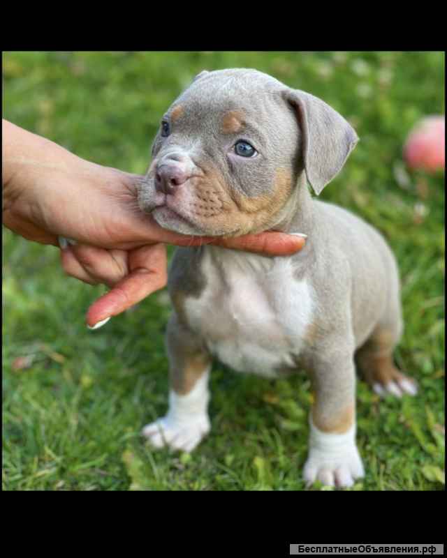 Американский бультерьер