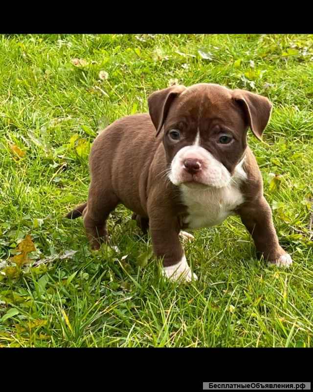 Американский бультерьер