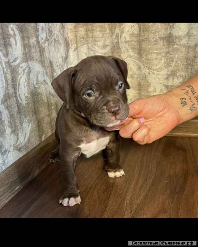 Американский бультерьер