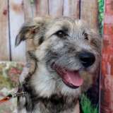 Щенки-метисы в добрые руки