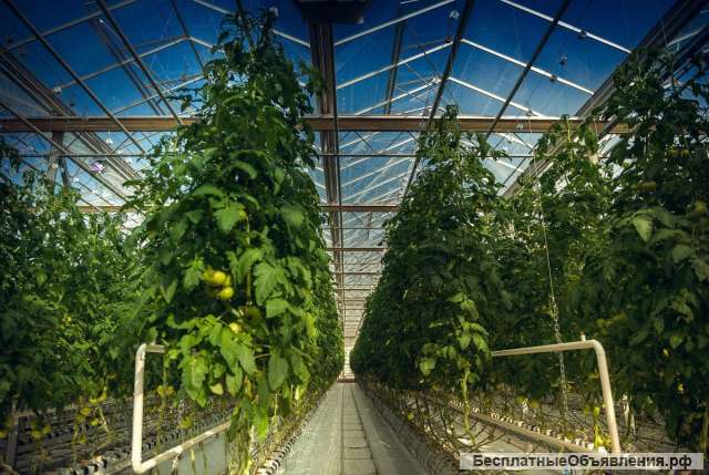 Рабочие на теплицы