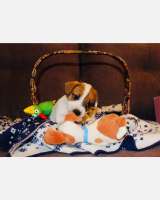 Щенков джек рассел терьер