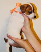 Щенков джек рассел терьер