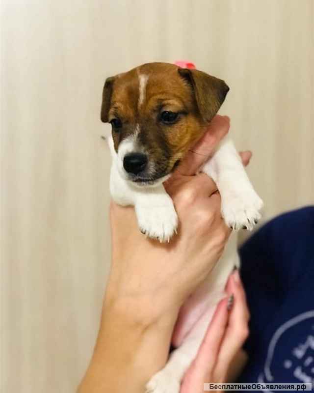 Щенков джек рассел терьер