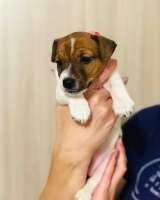 Щенков джек рассел терьер