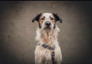 Красавец метис терьера пёс Антоша в добрые руки