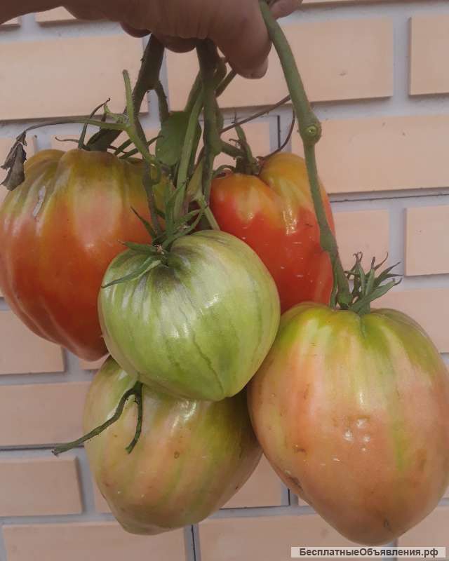 Семена коллекционных томатов