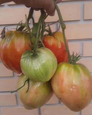 Семена коллекционных томатов