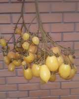 Семена коллекционных томатов