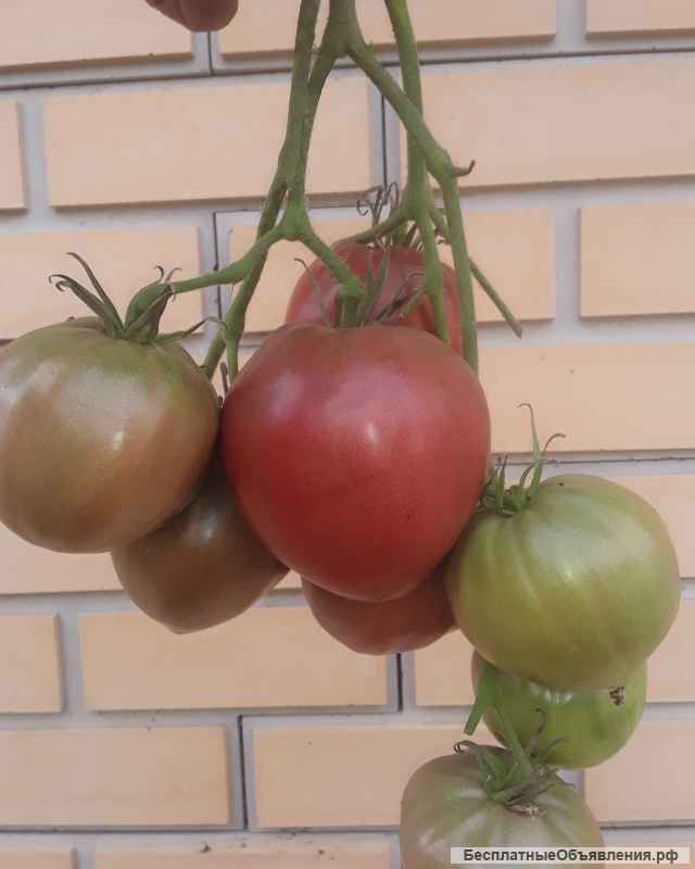 Семена коллекционных томатов