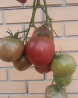 Семена коллекционных томатов