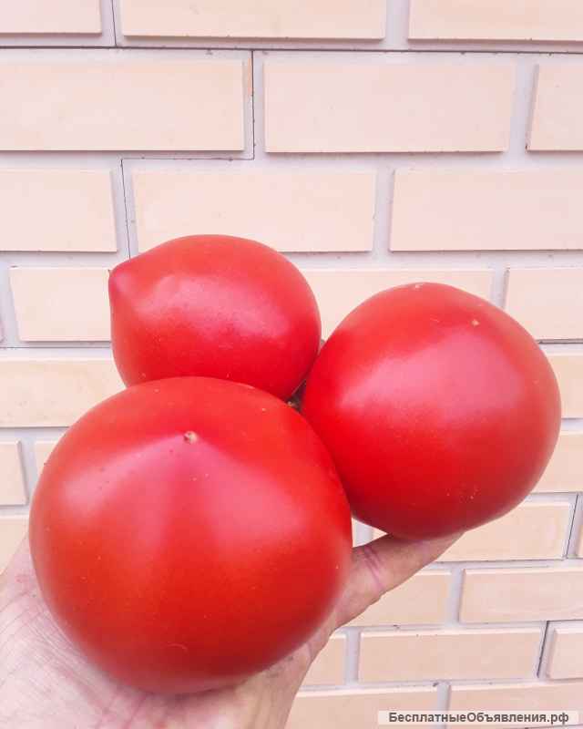 Семена коллекционных томатов