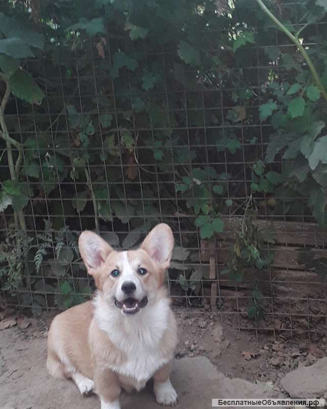 Вельш-корги-пемброк. Щенки 6 мес.