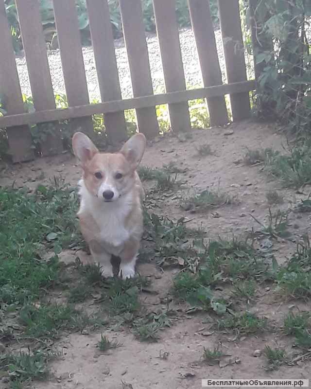 Вельш-корги-пемброк. Щенки 6 мес.