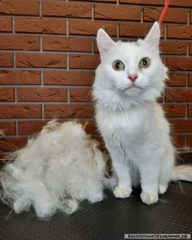 Стрижка Собак и Кошек