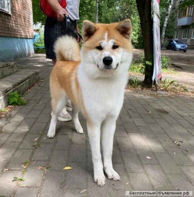Стрижка Собак и Кошек