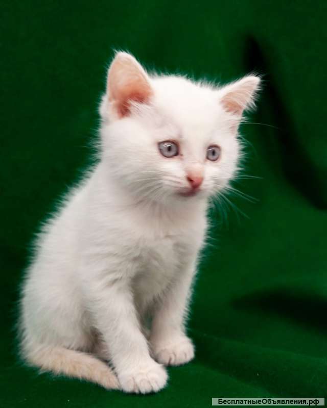Котята-малыши мальчики и девочки в добрые руки
