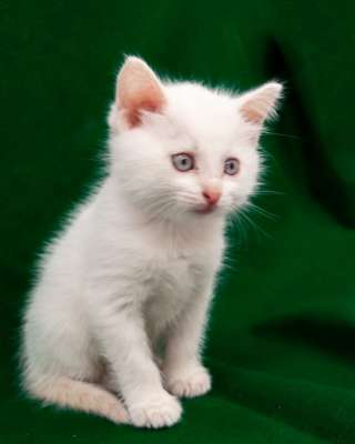 Котята-малыши мальчики и девочки в добрые руки