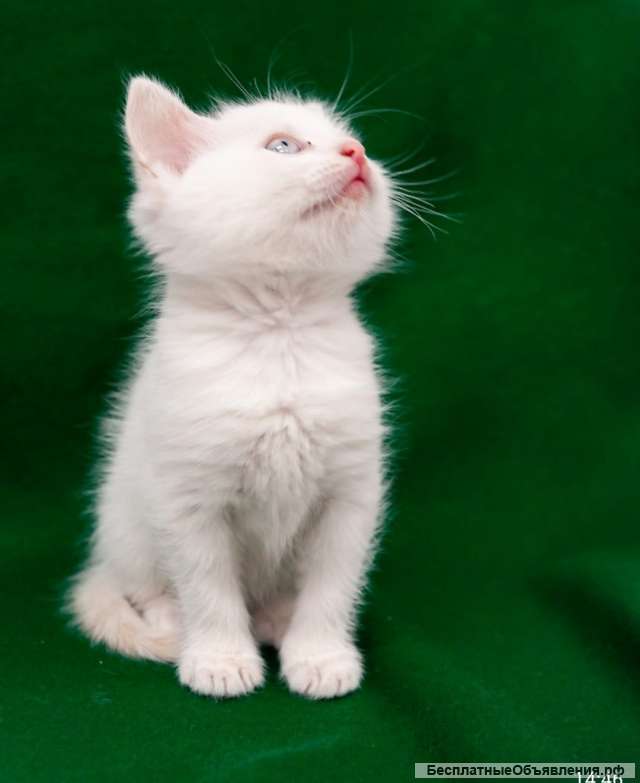 Котята-малыши мальчики и девочки в добрые руки