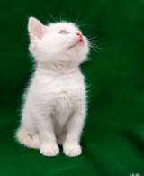 Котята-малыши мальчики и девочки в добрые руки