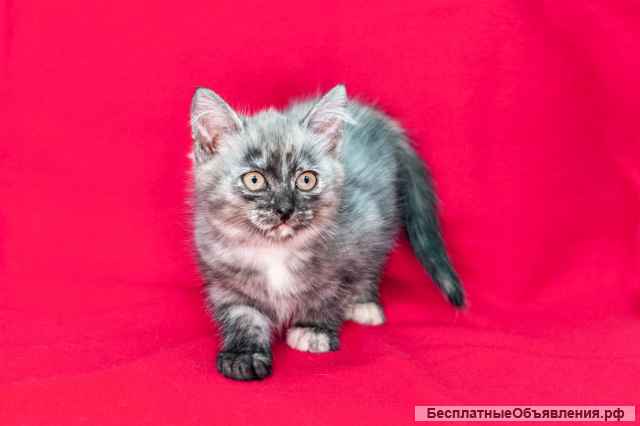 Котята-малыши мальчики и девочки в добрые руки