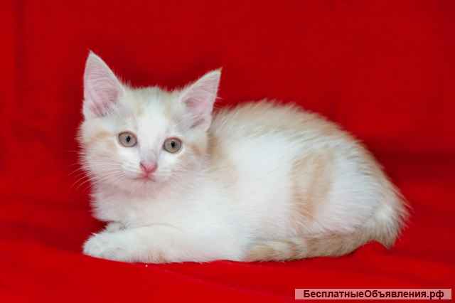 Котята-малыши мальчики и девочки в добрые руки
