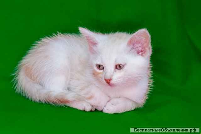 Котята-малыши мальчики и девочки в добрые руки