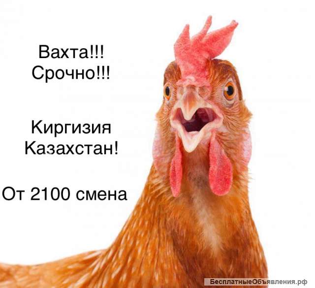 Рабочие мусульмане на птицефабрику в Москве вахта от 15 смен