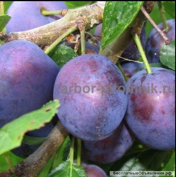 Питомник саженцев в Москве - саженцы из питомника с доставкой по России