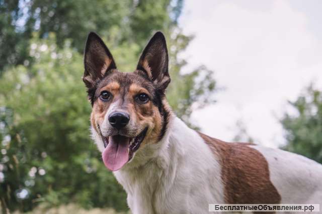 Москва, МО Патрик в добрые и ответственные руки