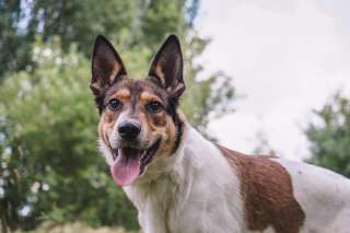 Москва, МО Патрик в добрые и ответственные руки