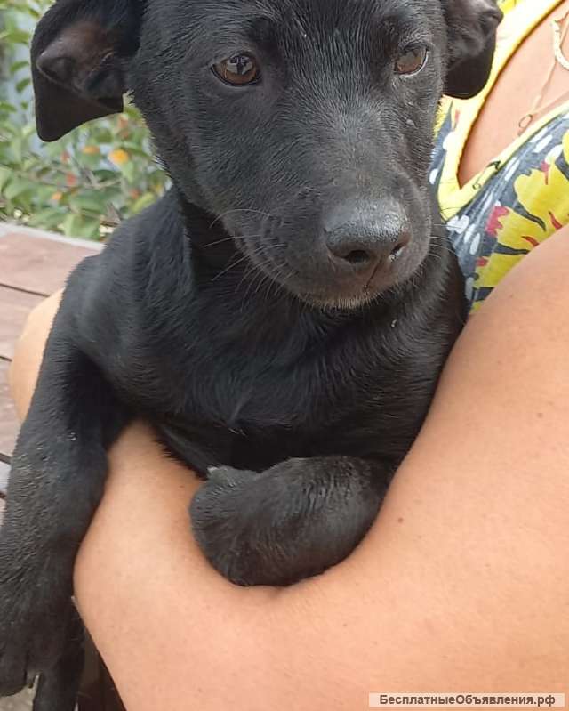 Москва и вся Россия. Щенки в поиске дома.