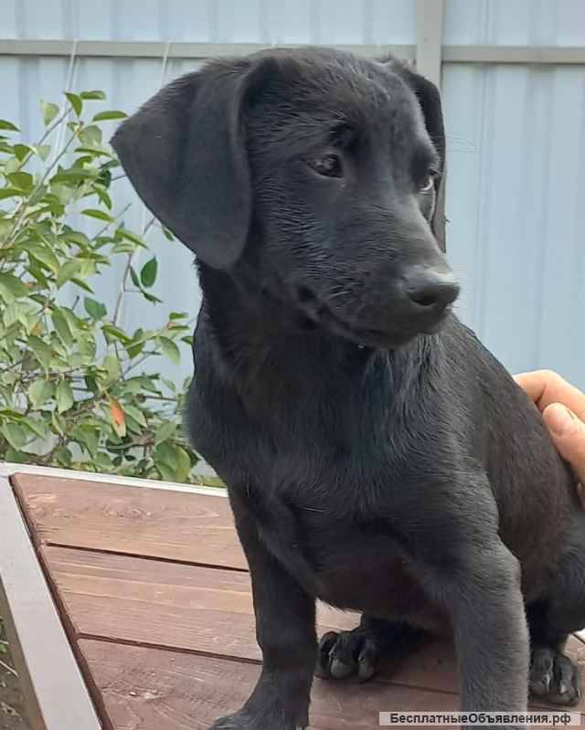 Москва и вся Россия. Щенки в поиске дома.