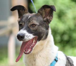 Тарзан ищет Дом