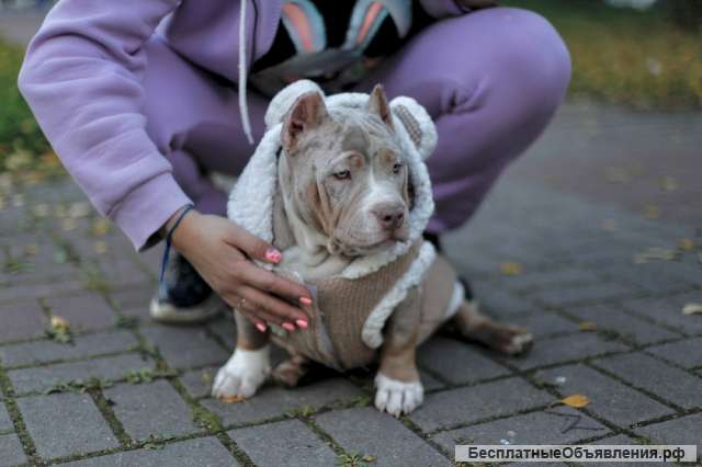 Щенки Американского булли (экзот, покет)