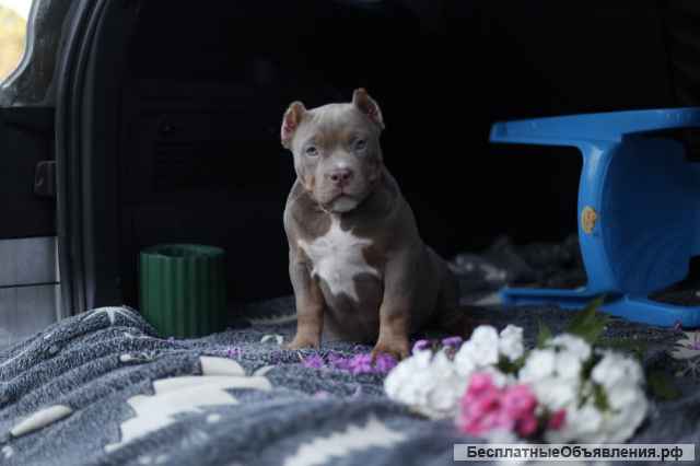 Щенки Американского булли (экзот, покет)
